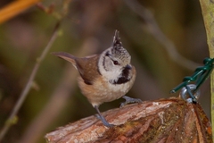 Crested Tit